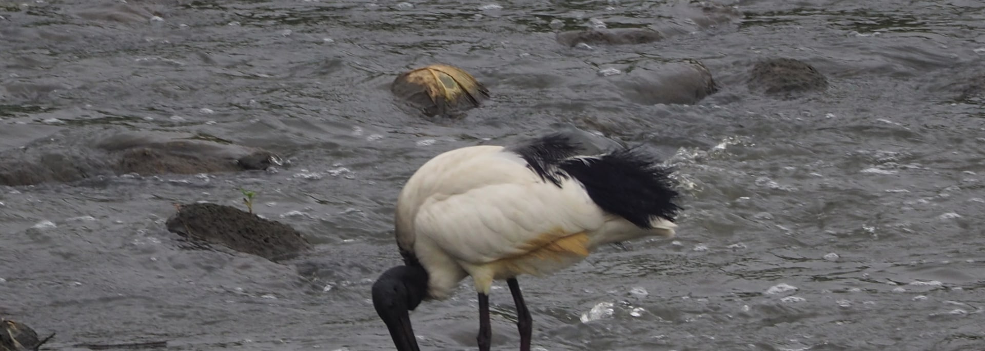 African Sacred Ibis