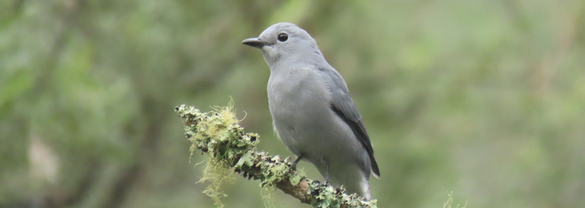 Grey Cuckooshrike