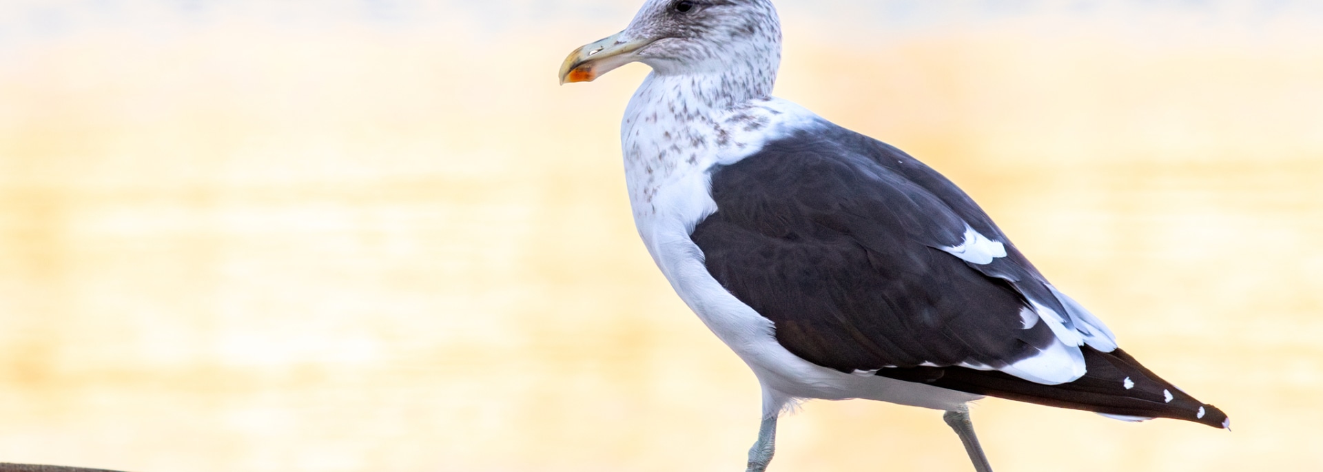 Kelp Gull