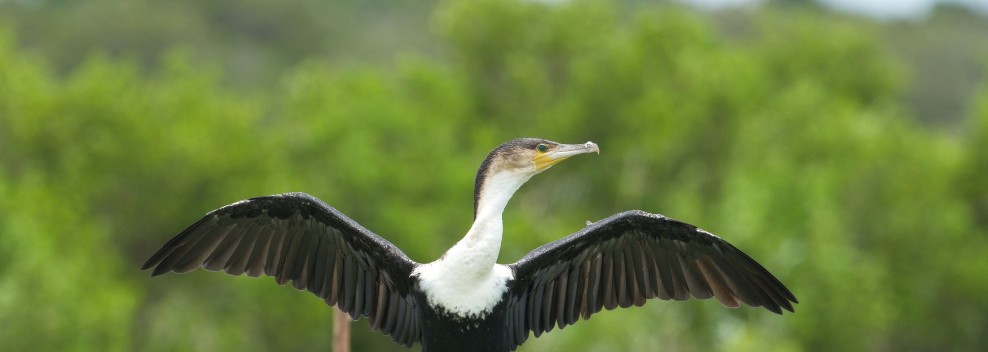 White-breasted Cormorant