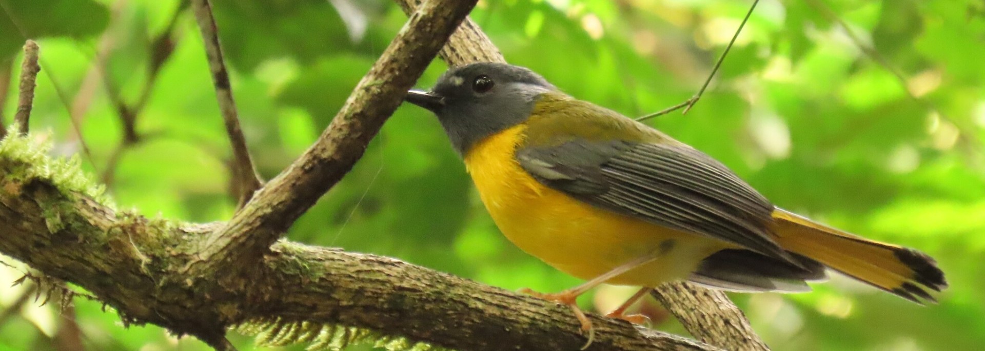 White-starred Robin