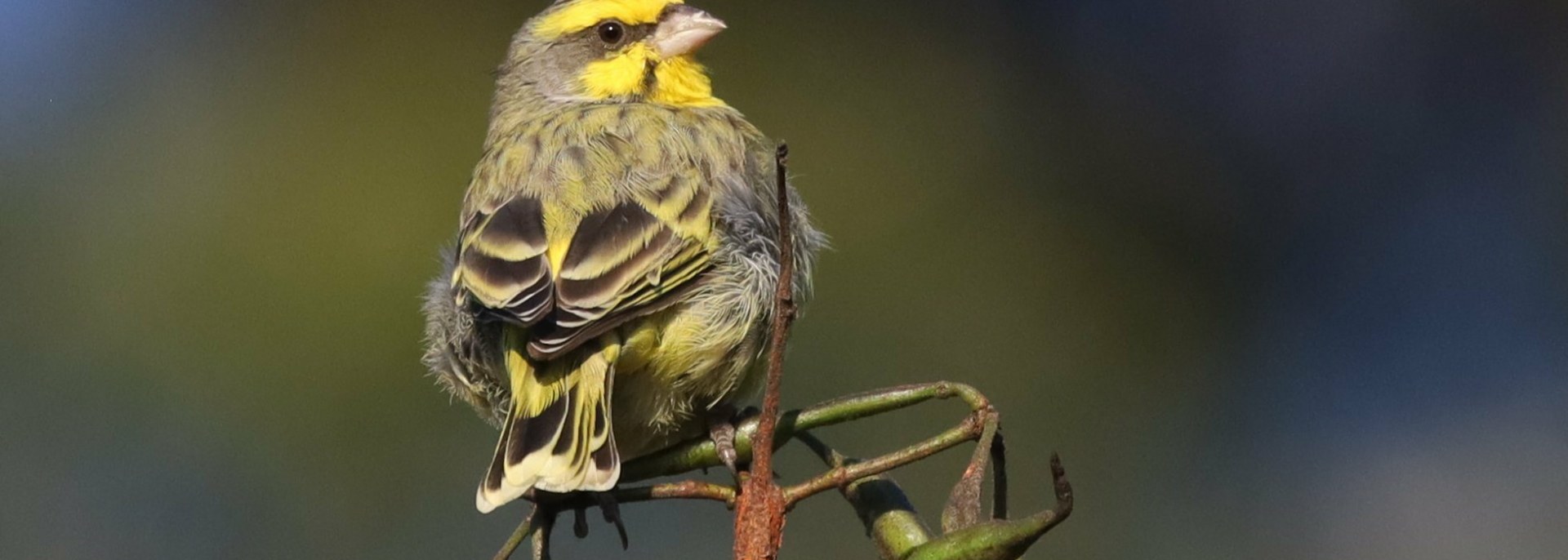 Yellow-fronted Canary