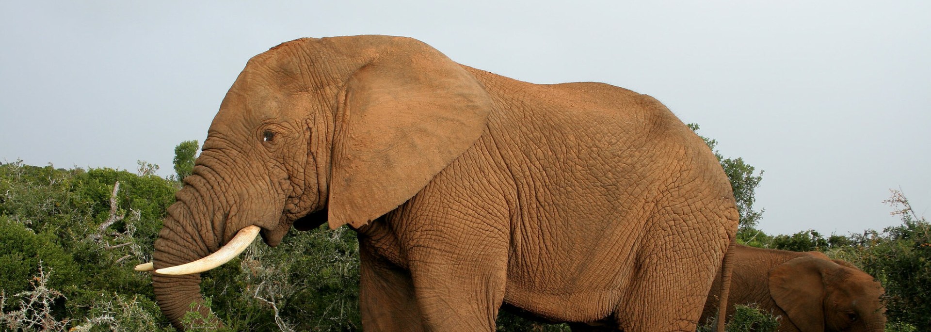 African Elephant