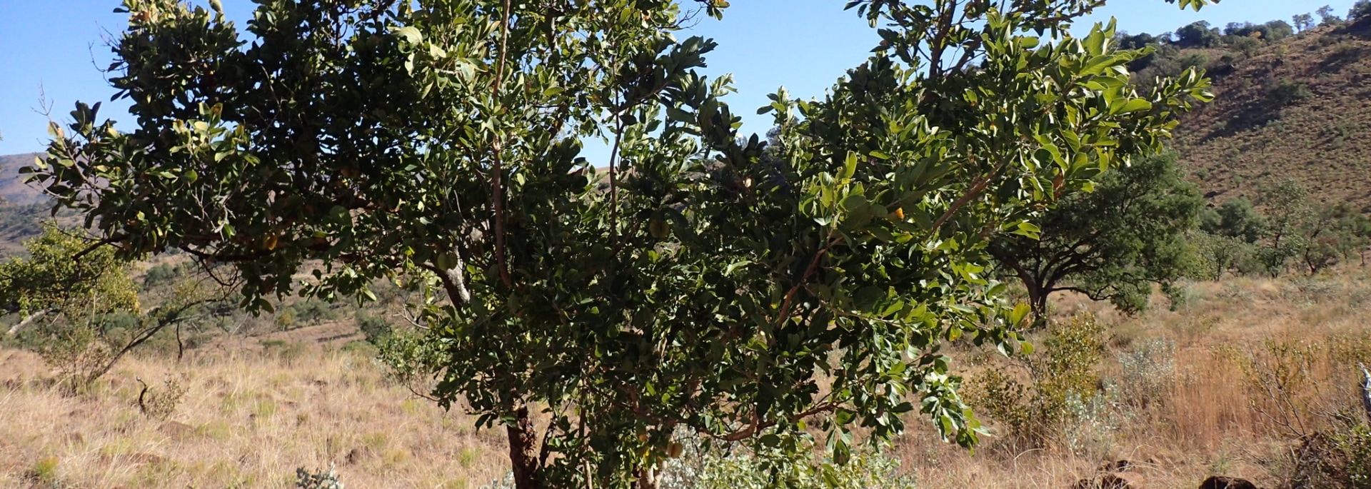 Large-fruited Bushwillow
