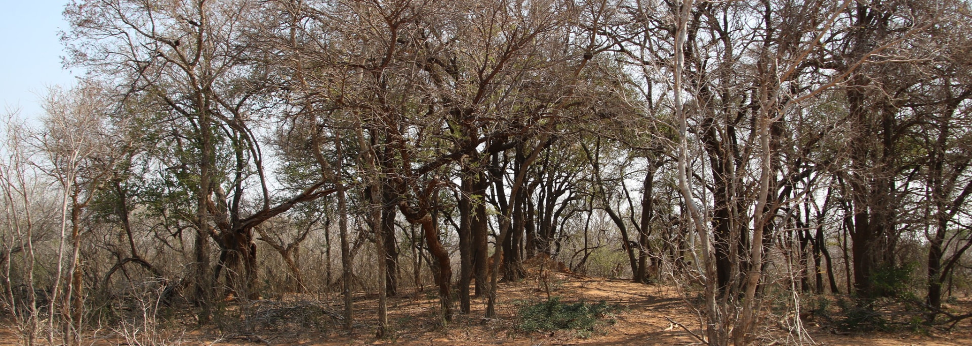 Tamboti