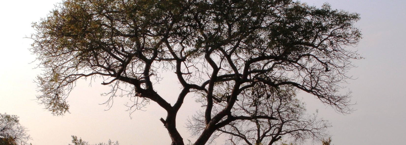 Marula