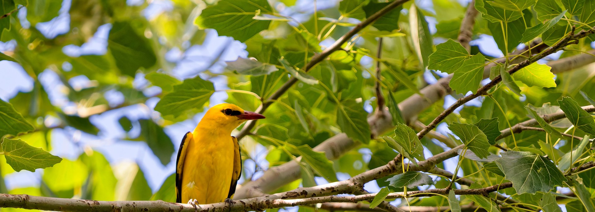 Eurasian Golden Oriole
