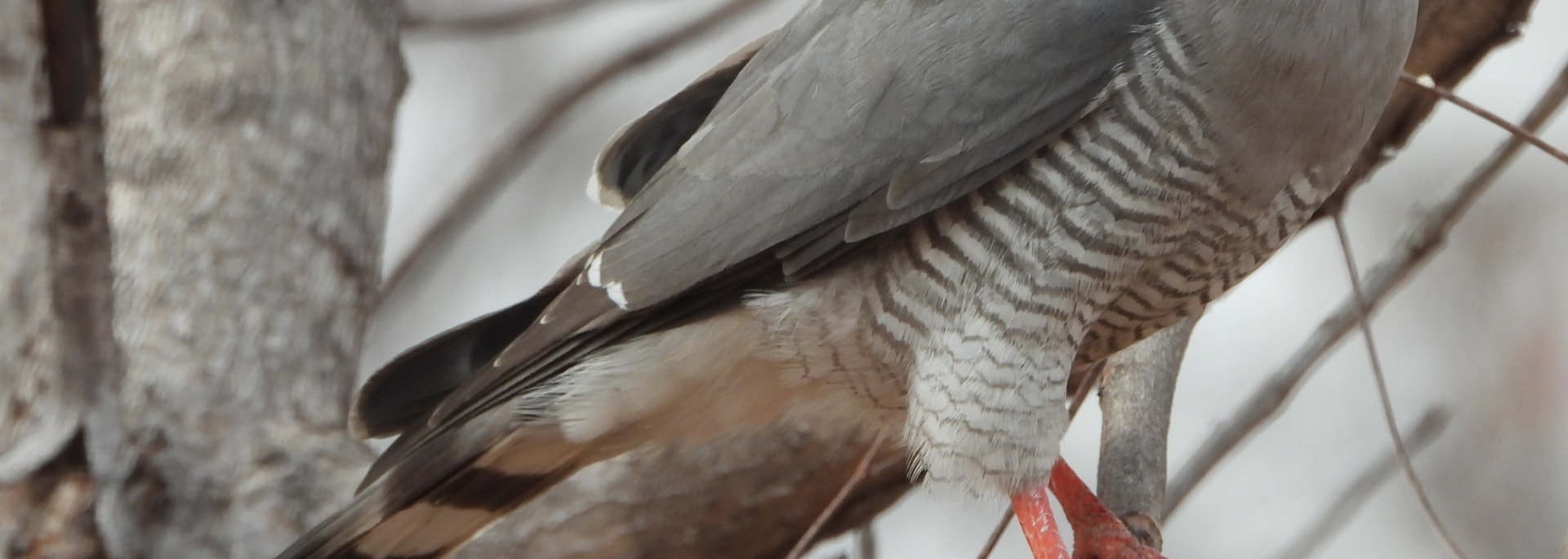 Gabar Goshawk