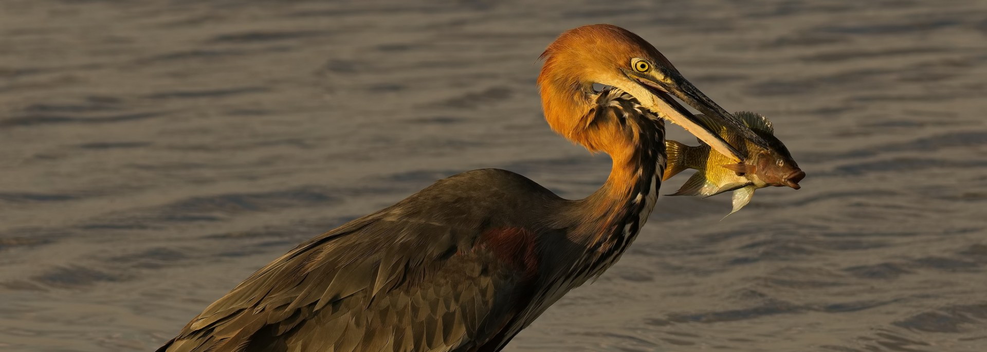 Goliath Heron