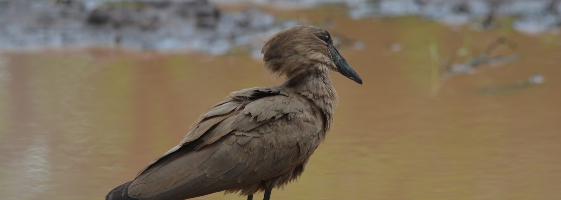 Hamerkop