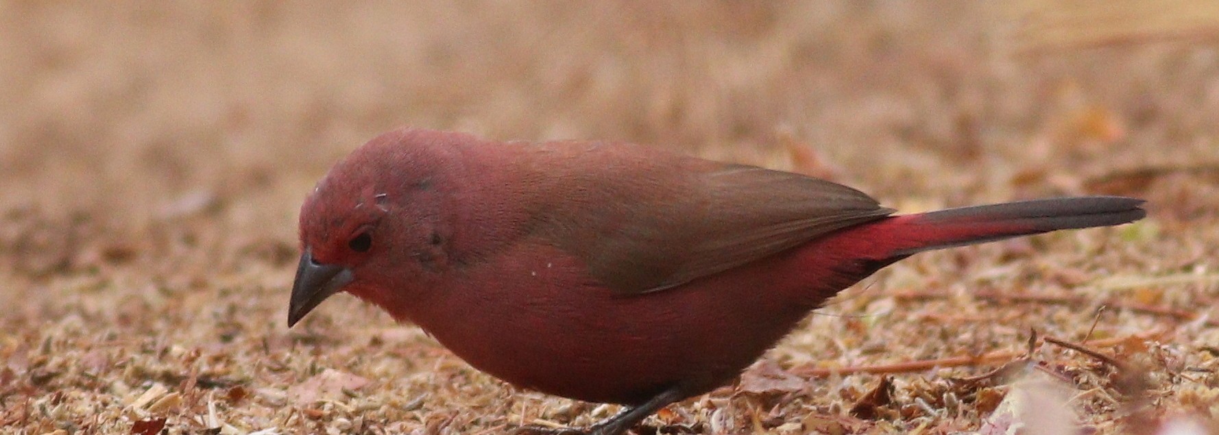 Jameson's Firefinch