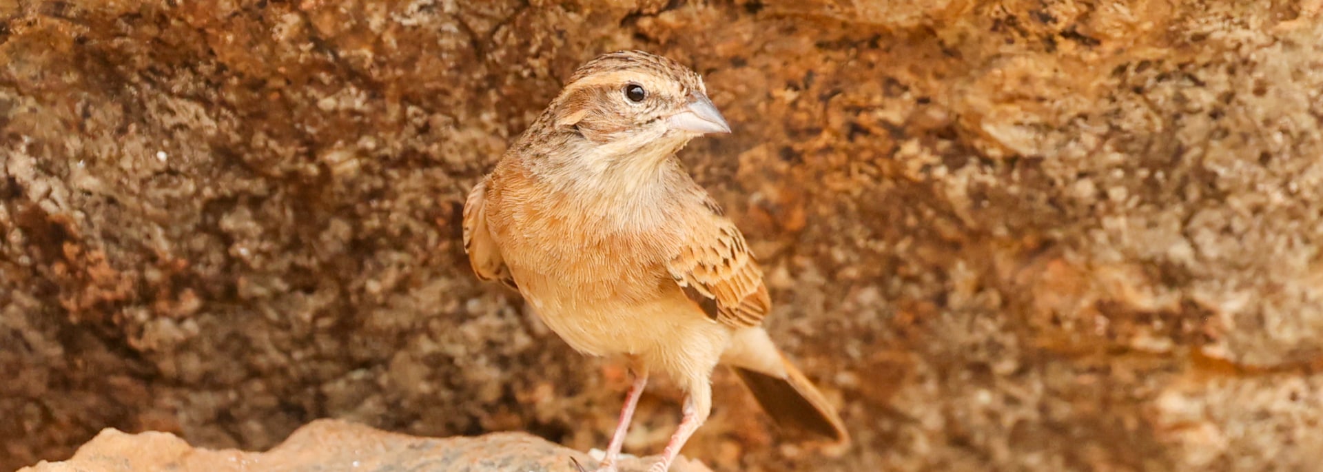Lark-like Bunting