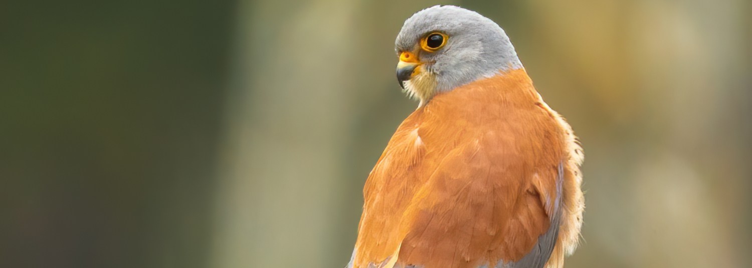 Lesser Kestrel
