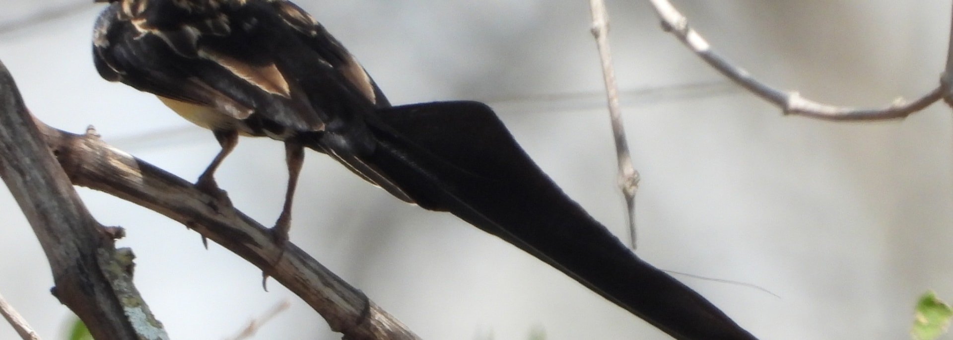 Long-tailed Paradise Whydah