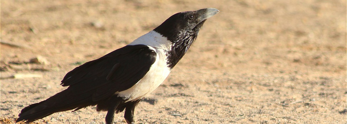 Pied Crow