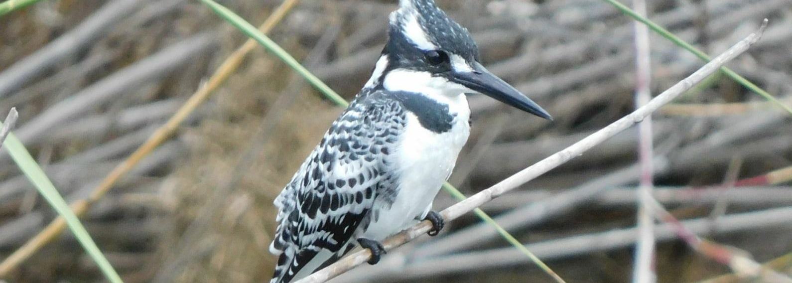 Pied Kingfisher