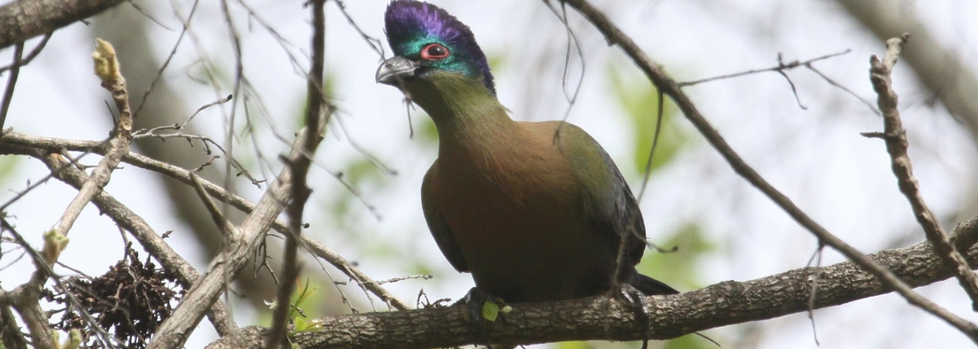 Purple-crested Turaco