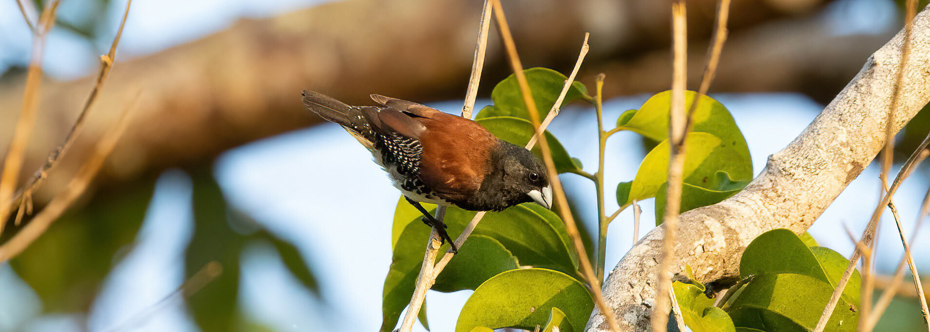 Red-backed Mannikin