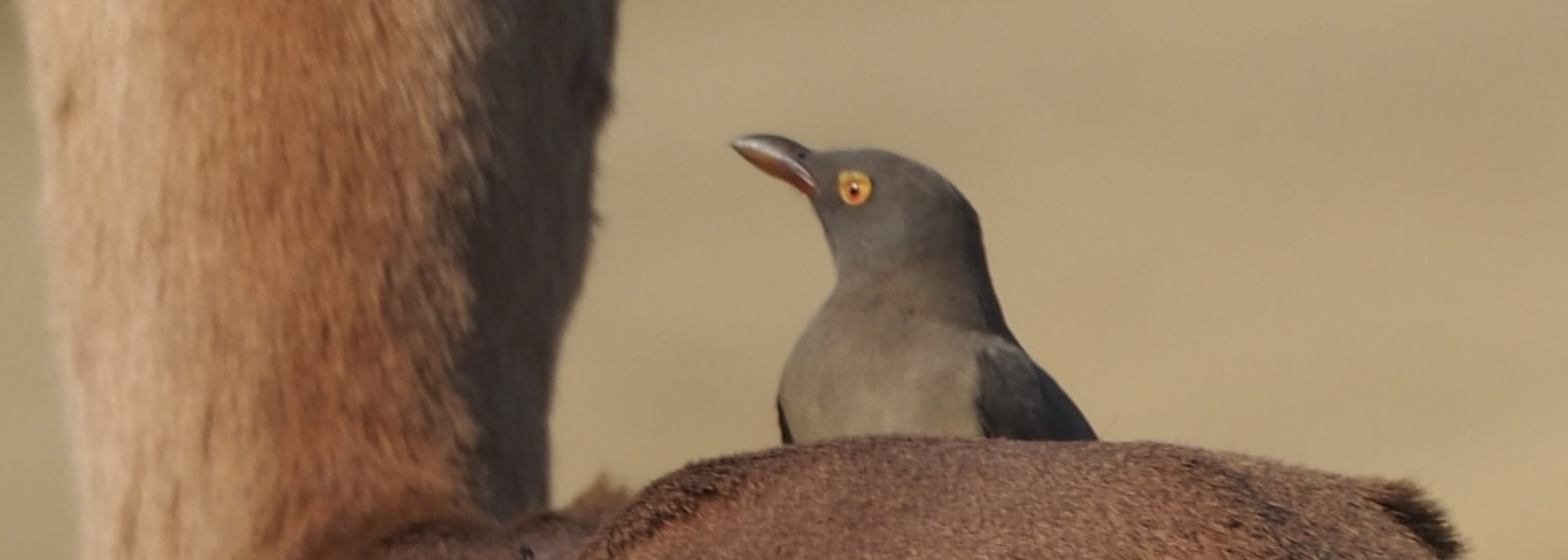 Red-billed Oxpecker