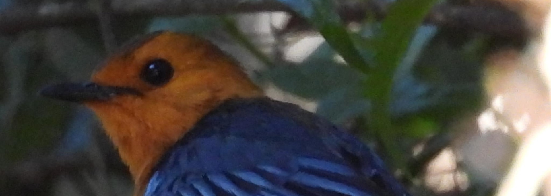 Red-capped Robin-Chat