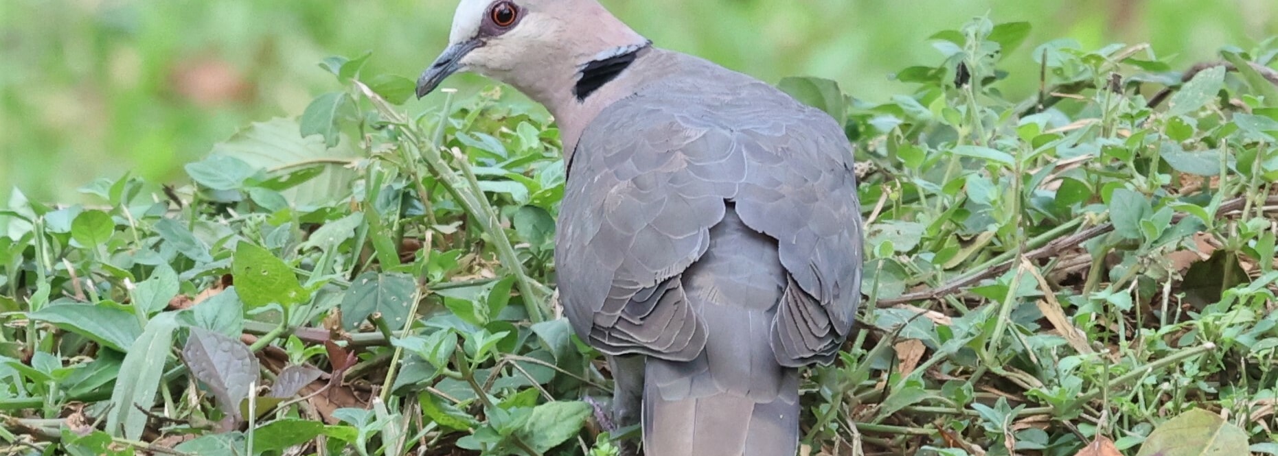 Red-eyed Dove