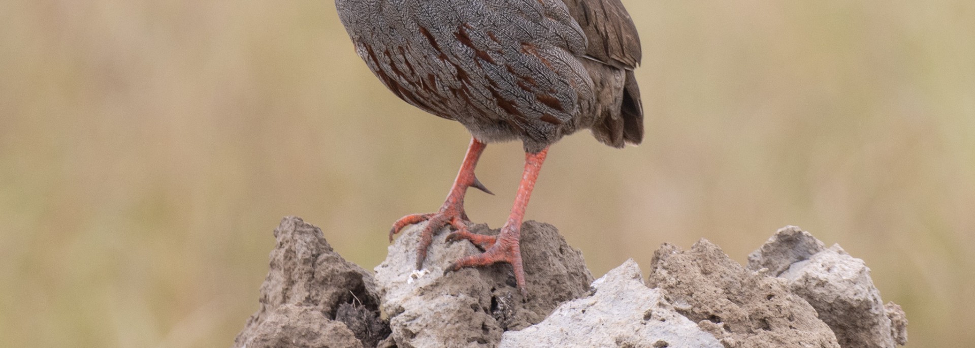 Red-necked Spurfowl
