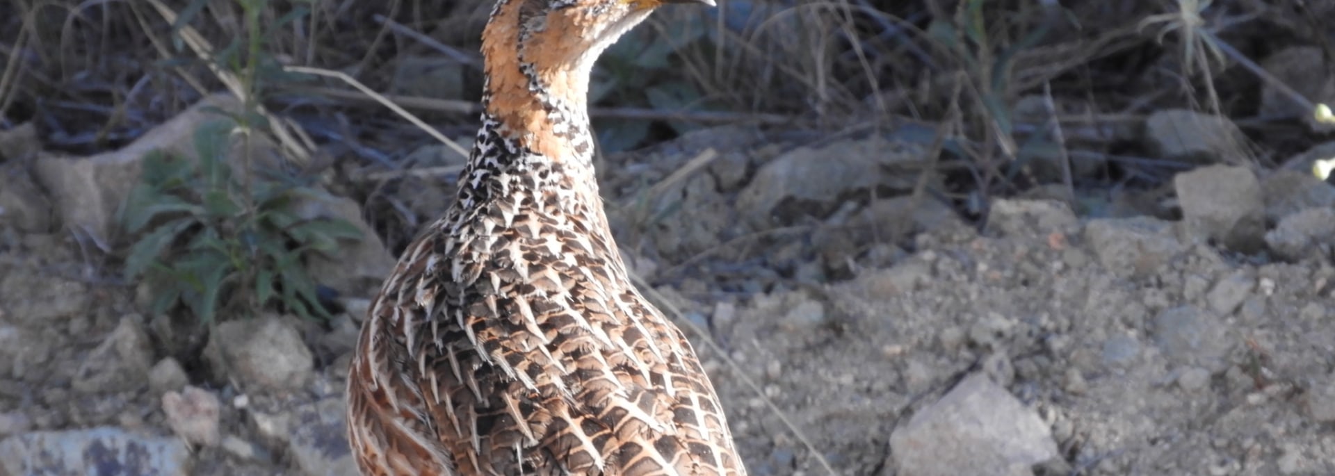 Red-winged Francolin