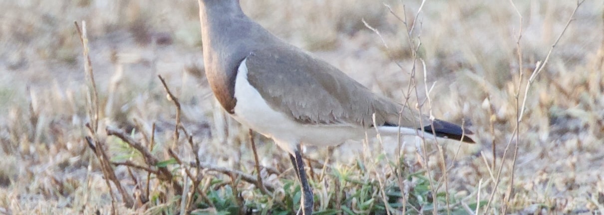 Senegal Lapwing