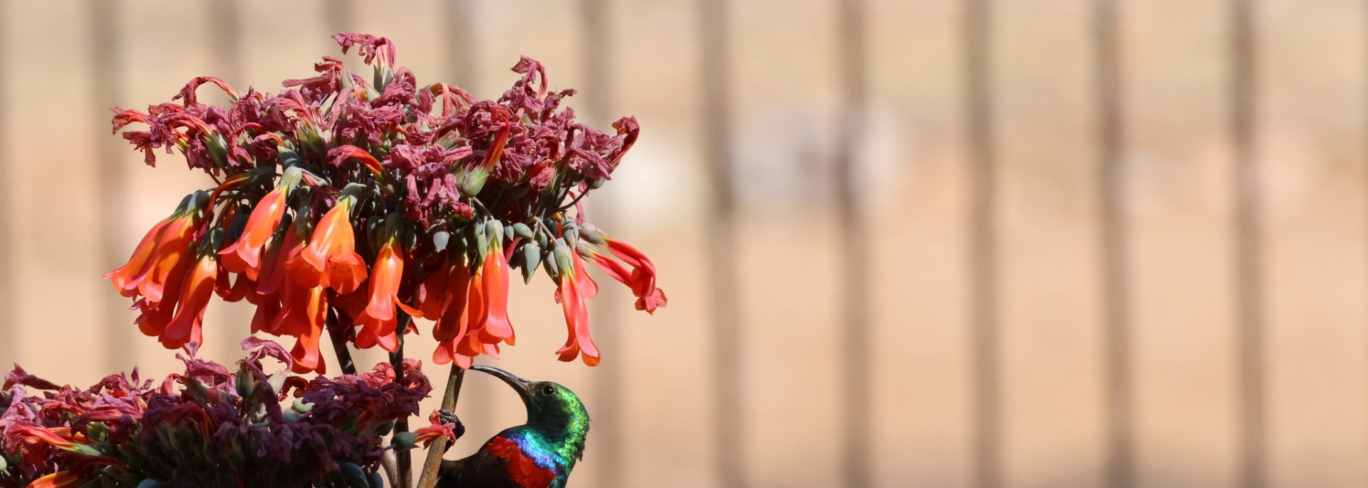 Marico Sunbird