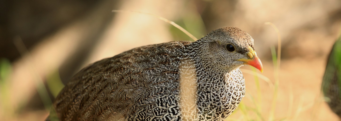 Natal Spurfowl