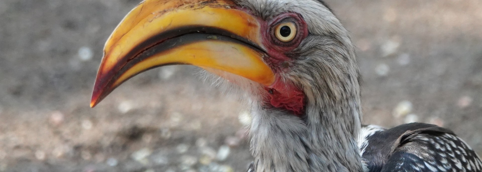 Southern Yellow-billed Hornbill