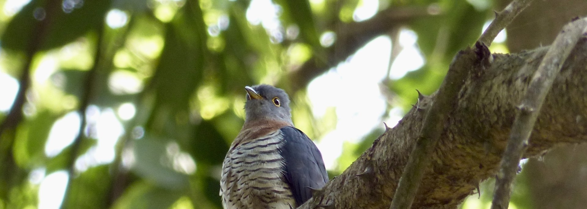 Red-chested Cuckoo