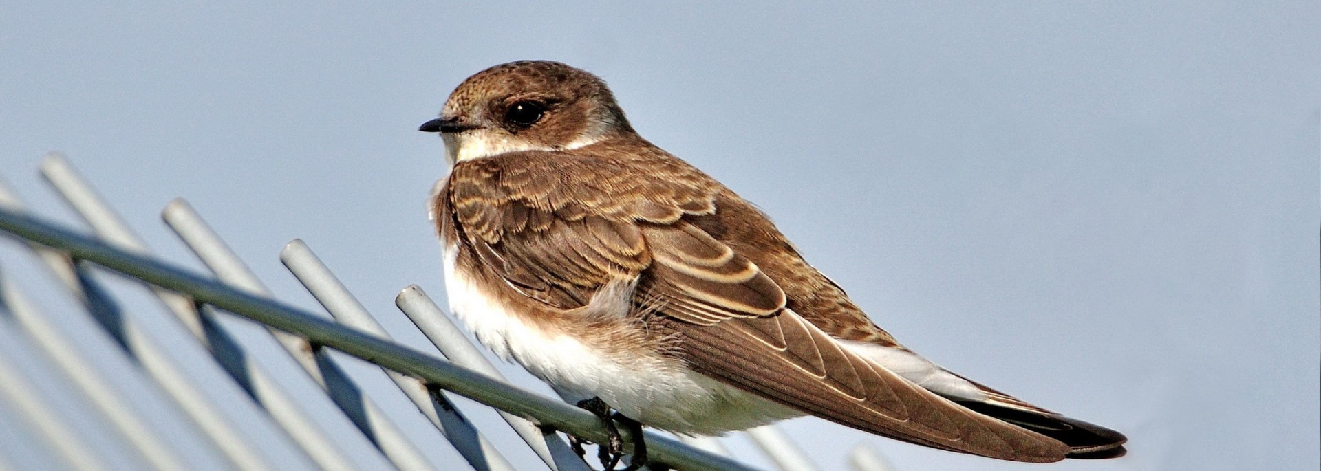 Sand Martin