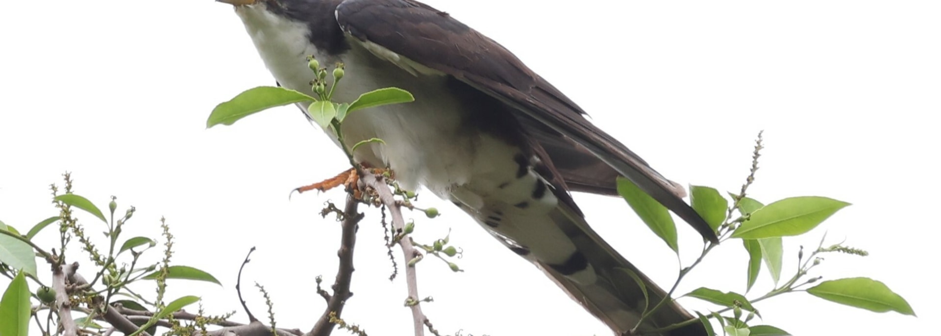Thick-billed Cuckoo