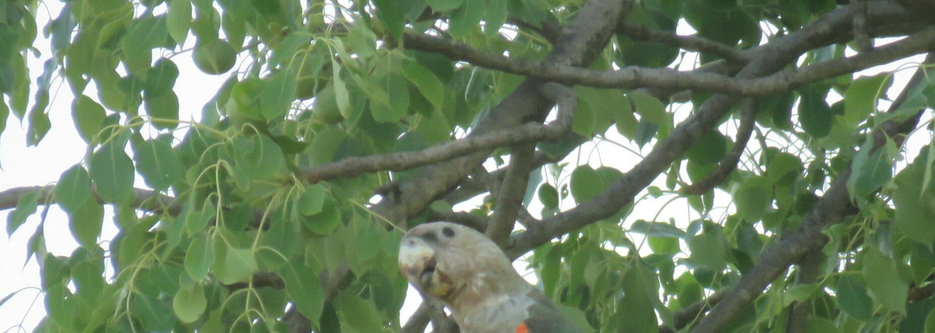 Grey-headed Parrot