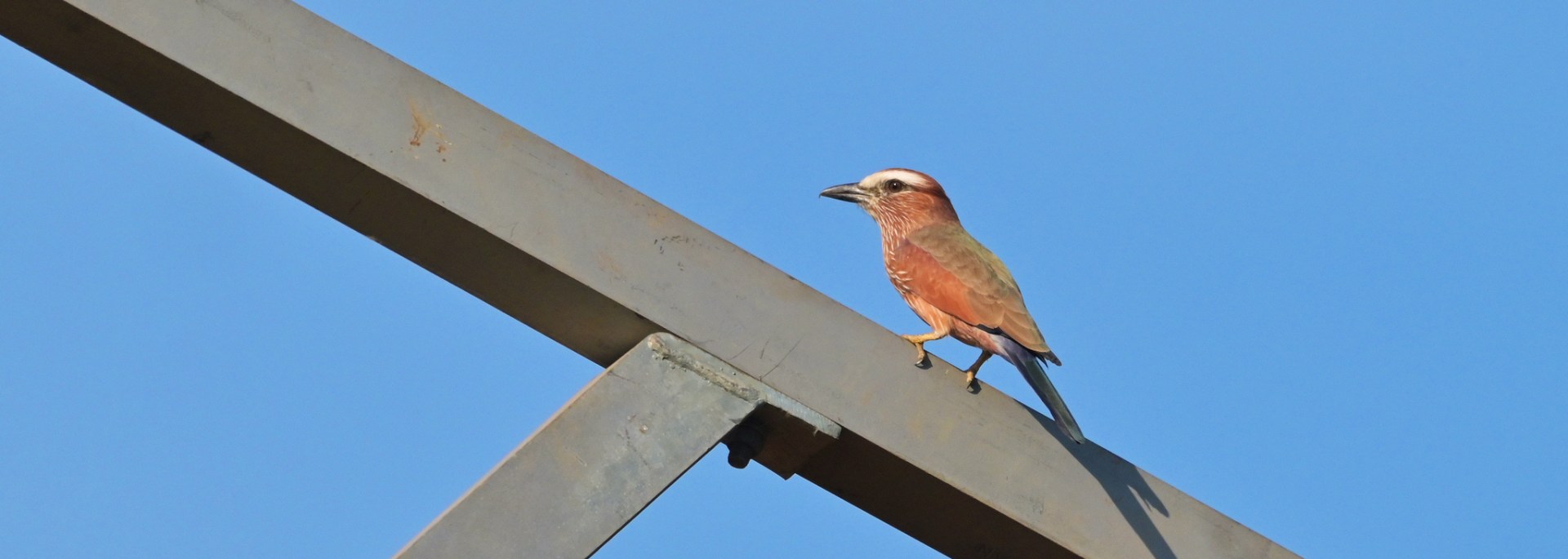 Purple Roller