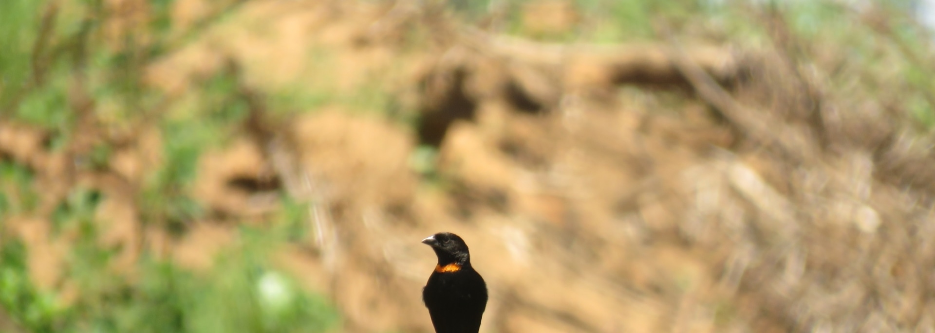 Red-collared Widowbird