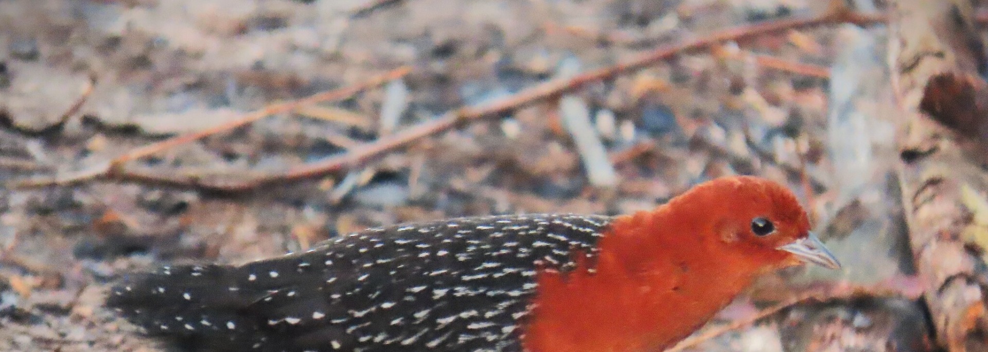 Red-chested Flufftail