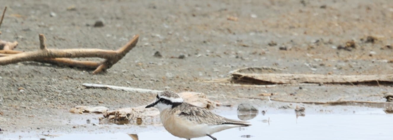 Kittlitz's Plover