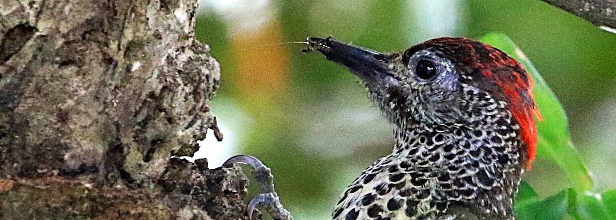 Knysna Woodpecker