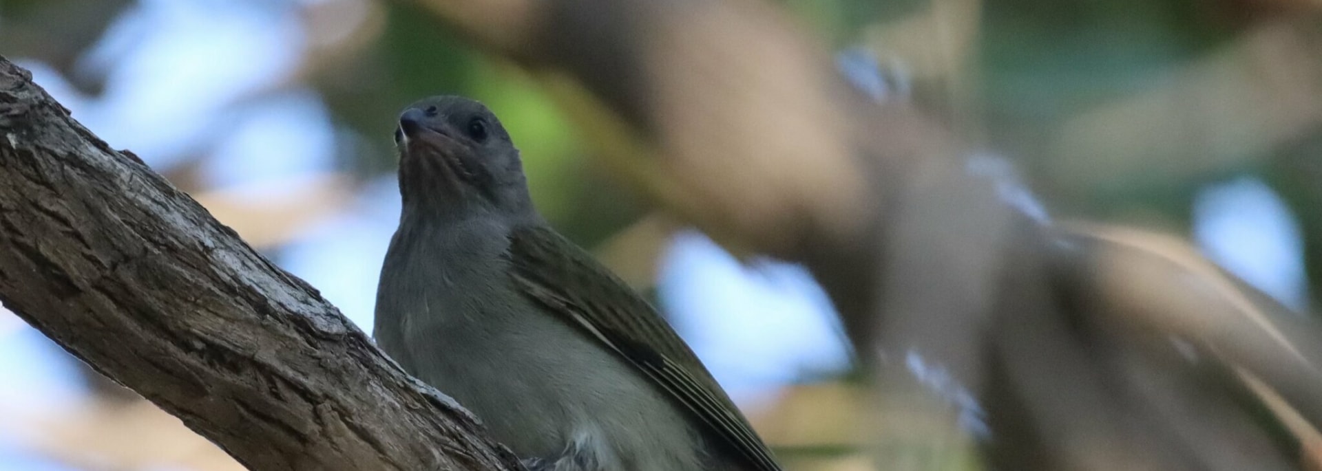Lesser Honeyguide