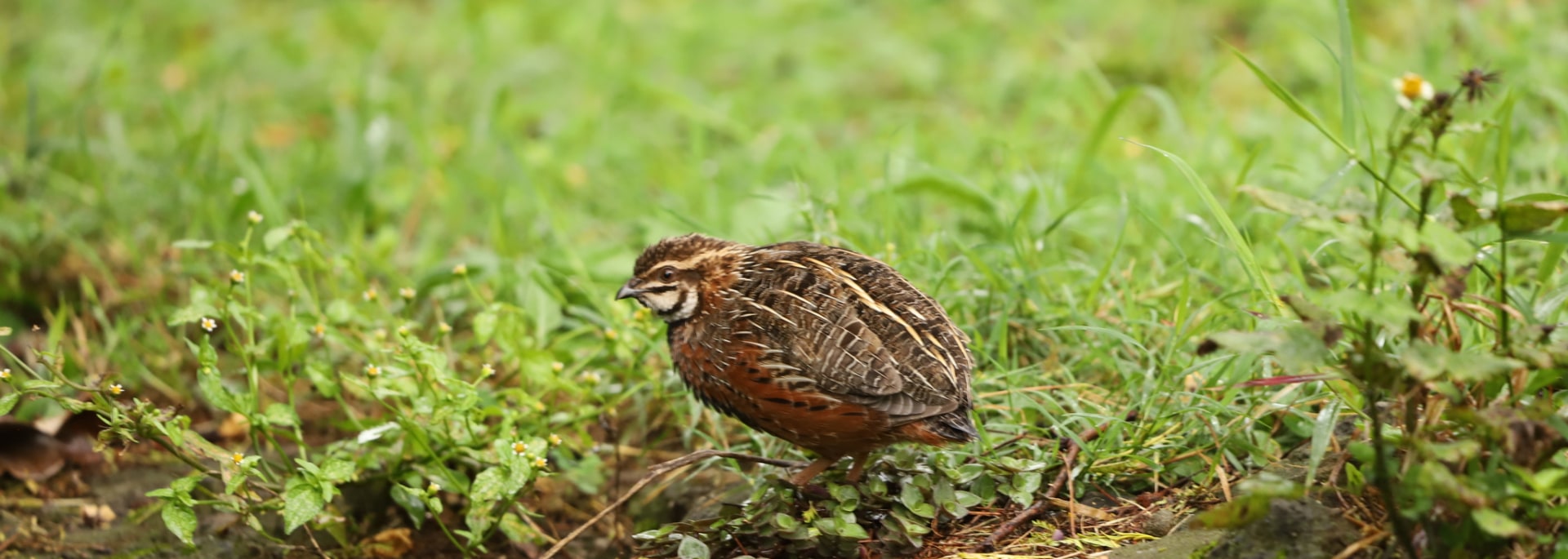 Harlequin Quail
