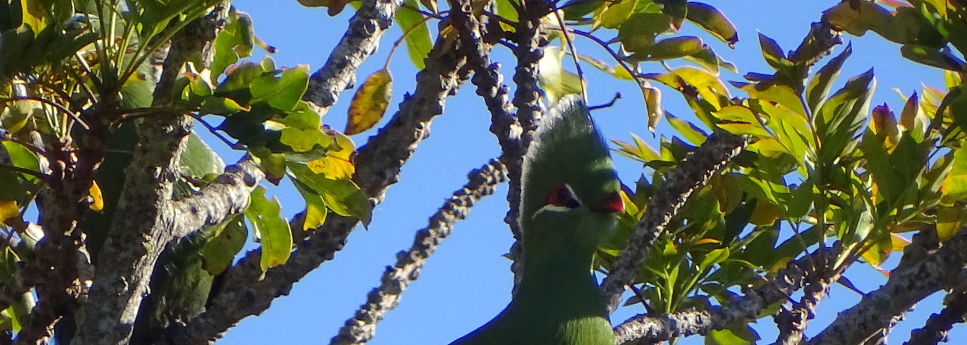 Knysna Turaco
