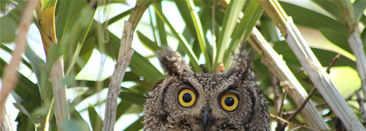 Spotted Eagle-Owl