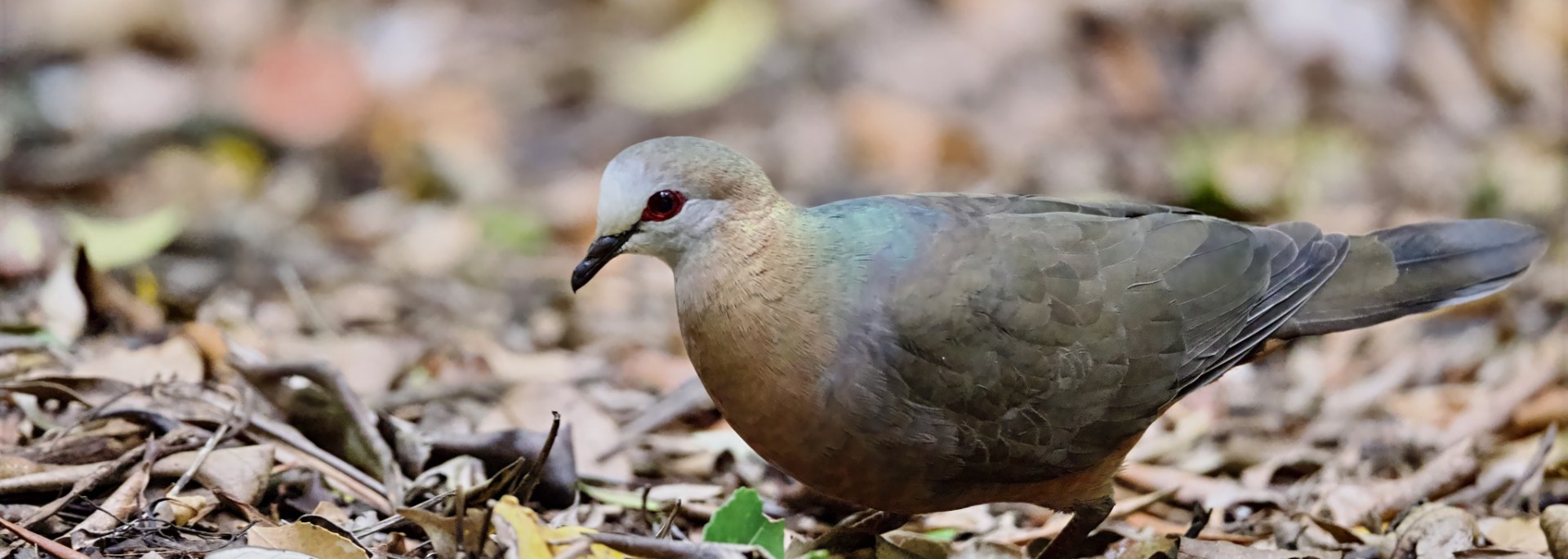 Lemon Dove