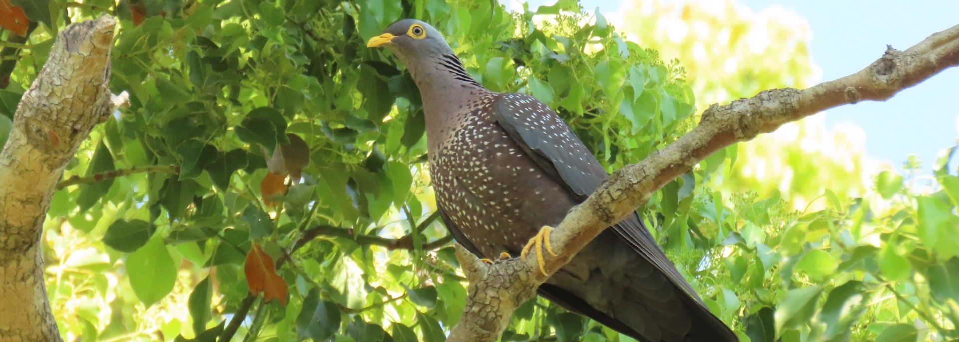 African Olive Pigeon