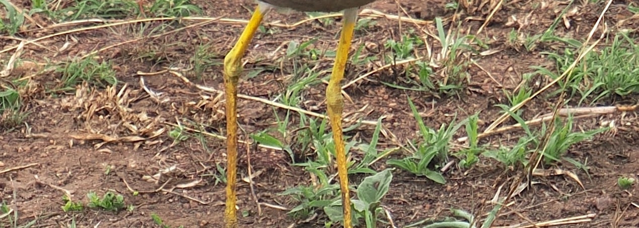 African Wattled Lapwing