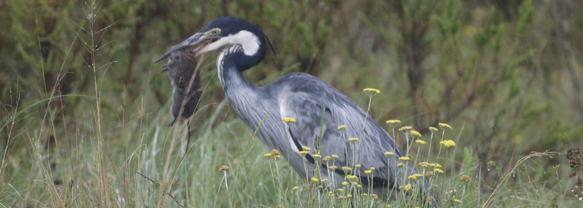 Black-headed Heron