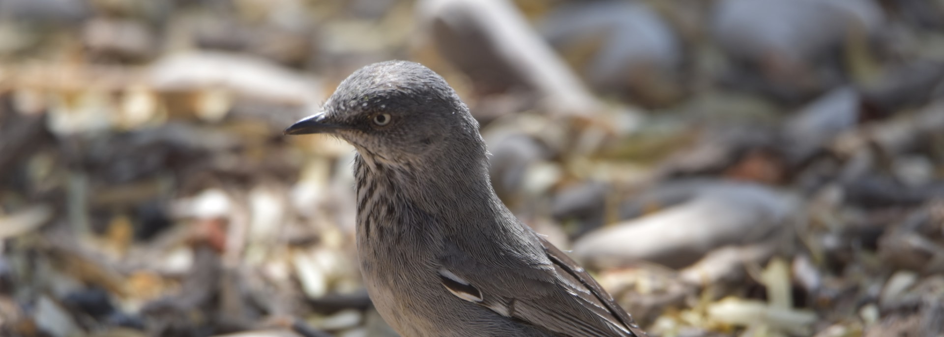 Chestnut-vented Warbler