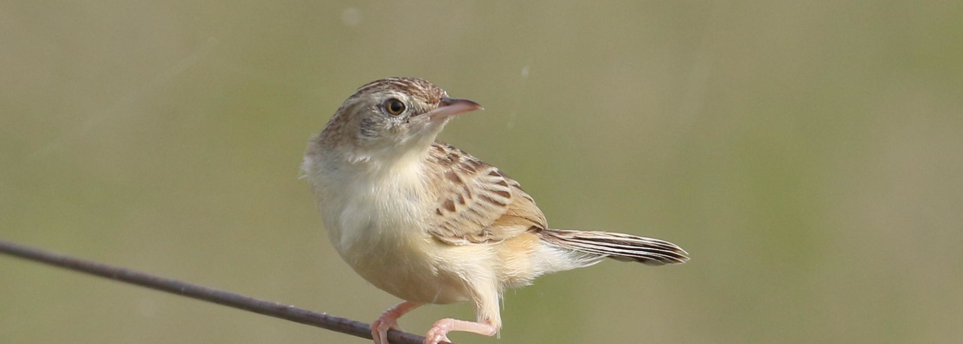 Desert Cisticola